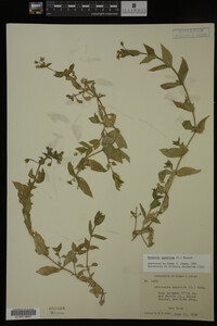 Myosoton aquaticum image