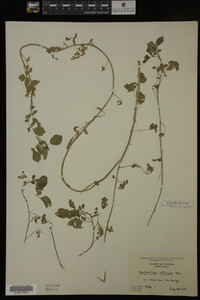 Nasturtium officinale image