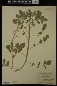 Nasturtium officinale image