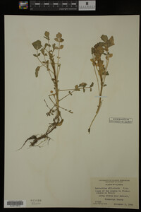 Nasturtium officinale image