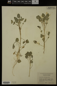 Nasturtium officinale image