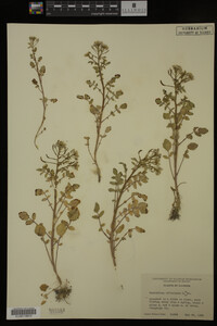 Nasturtium officinale image
