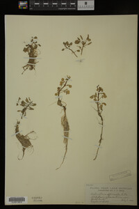 Nasturtium officinale image