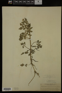 Nasturtium officinale image