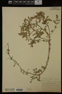 Nasturtium officinale image