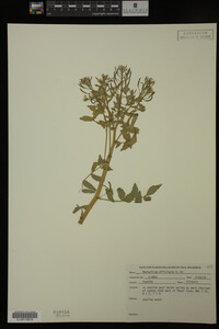 Nasturtium officinale image