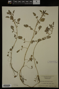 Nasturtium officinale image