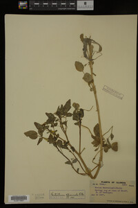 Nasturtium officinale image