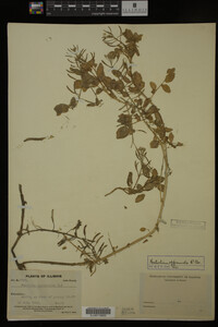 Nasturtium officinale image