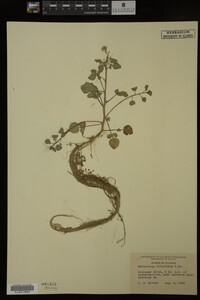 Nasturtium officinale image