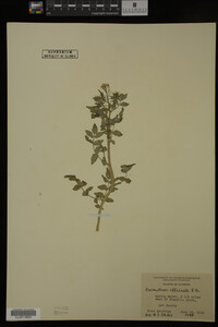 Nasturtium officinale image