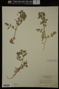 Nasturtium officinale image