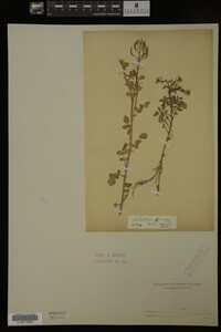 Nasturtium officinale image