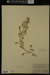 Nasturtium officinale image