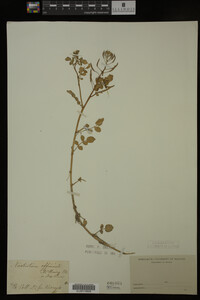 Nasturtium officinale image