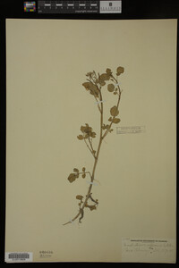 Nasturtium officinale image