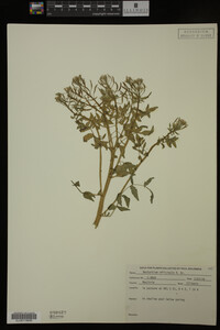 Nasturtium officinale image