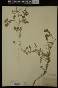 Nasturtium officinale image