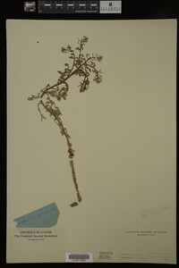 Nasturtium officinale image