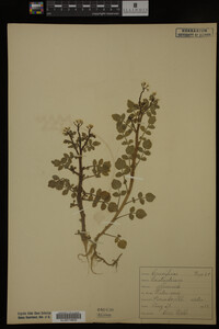 Nasturtium officinale image