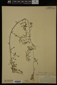Nasturtium officinale image