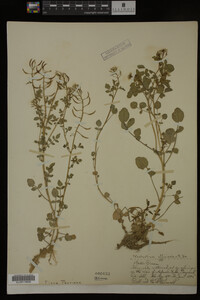 Nasturtium officinale image