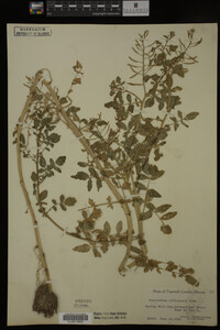 Nasturtium officinale image