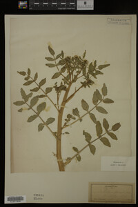 Nasturtium officinale image