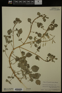 Nasturtium officinale image