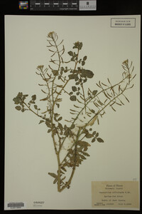 Nasturtium officinale image