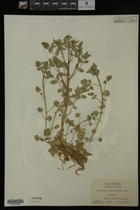 Nasturtium officinale image
