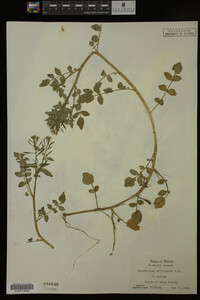 Nasturtium officinale image