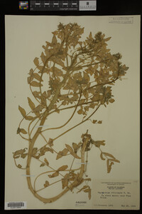 Nasturtium officinale image