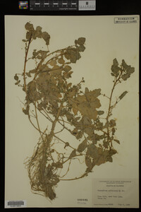 Nasturtium officinale image