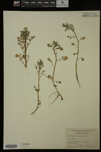 Nasturtium officinale image