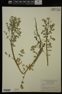 Nasturtium officinale image