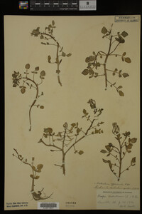 Nasturtium officinale image
