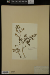 Nasturtium officinale image