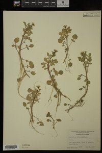 Nasturtium officinale image