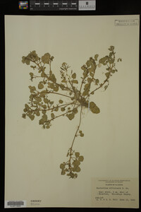 Nasturtium officinale image