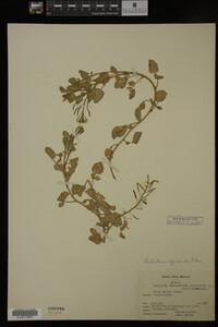 Nasturtium officinale image