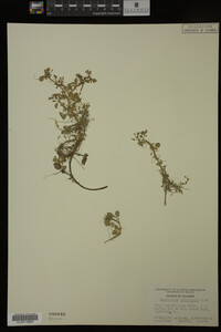 Nasturtium officinale image