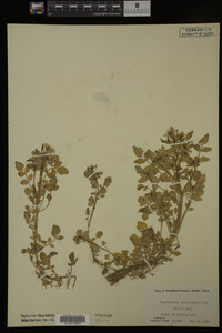 Nasturtium officinale image