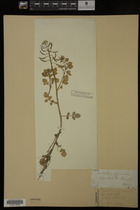 Nasturtium officinale image