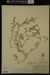 Nasturtium officinale image