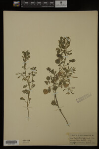 Nasturtium officinale image