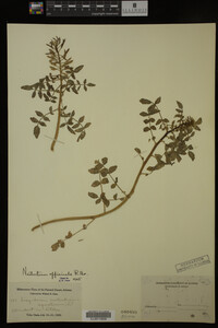 Nasturtium officinale image