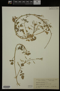 Nasturtium officinale image
