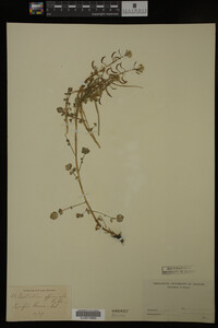 Nasturtium officinale image