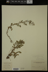 Nasturtium officinale image
